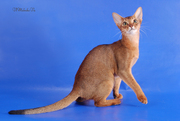 Абиссинские котята – маленькие пумы из питомника