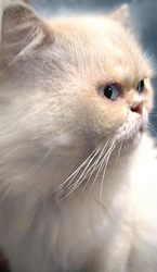 продам персидских длинношерстных котят
