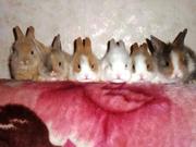 Карликовые кролики различных пород