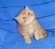 Плюшевый котенок экзот,  окрас красный мрамор