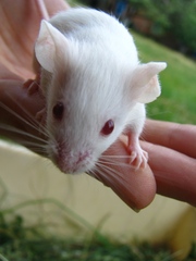 Белые мышки
