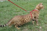 Бенгальский мини леопард,  бенгальские котята.