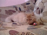 Продается персидский котенок (девочка) 