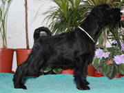 Очаровательные щенки черного цвергшнауцера