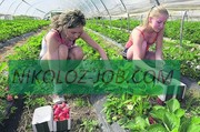 СЕЗОННАЯ РАБОТА В ФИНЛЯНДИИ 2012.ПОСАДКА И СБОР КЛУБН