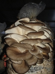 Мицелий грибов вешенка, шиитаке, шампиньон. /Блоки.