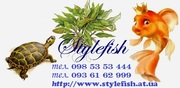 Аквадизайн студия Stylefish 