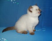 Продам шотландских котят эксклюзивных колорпоинтовых окрасов,  сил-поинт и чокли-поинт.