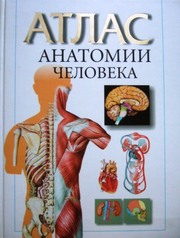 Атлас анатомии человека. Воробьев В.П.