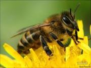 Пчелопакеты,  пчелосемьи,  перга (чищенная)