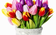 тюльпаны в Харькове оптом к 8-му марта 