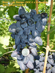 Саженцы винограда более 80 сортов!