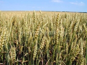 семена озимой пшеницы ,  Элита. 