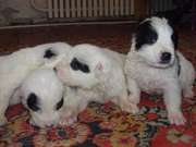 Продам щенков Среднеазиатской овчарки (Алабай)