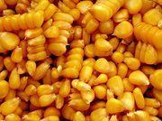 Гибриды кукурузы сербской селекции