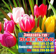 Эконом тур в Крым!!! Парад тюльпанов из Харькова 2014 всего за 540 грн