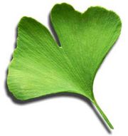 Продам листья гинко билобы