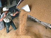 Компания Никагро закупает зерновые и масличные промышленными партиями