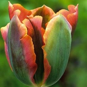 Продаем луковицы тюльпанов более 120 видов