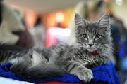 Супер котята мейн-куны от шикарных родителей