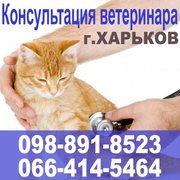 Вызов ветеринара на дом. Консультация ветеринара. Харьков