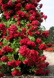 Продам саженцы Розы и много других растений (опт от 1000 грн)