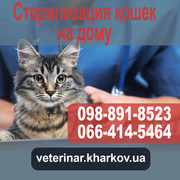 Стерилизация кошек в Харькове на дому - 950 грн. 