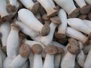 Продам грибы еринги,  Pleurotus eryngii 