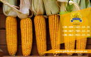 Семена кукурузы / Насіння кукурудзи Подільський 274 СВ від ПБФ «Колос»