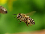 Продам пчелосемьи с 15 апреля 2019 года